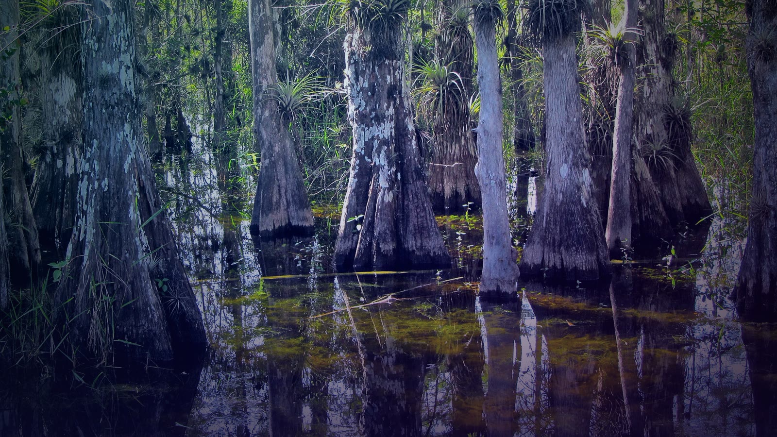 A cypress swamp in Big Cypress National Preserve, Florida, where skunk ape sightings spiked in 1997